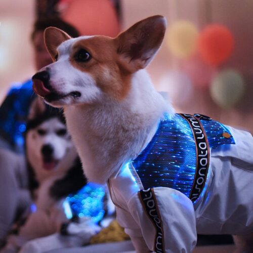 Matching Dog And Owner Shirts, Dog Light Up Outfits - Lumisonata